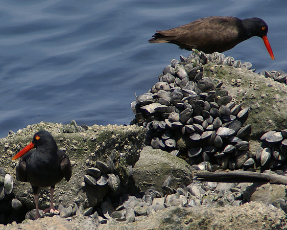 Oystercatcher, Ballona Creek jetty.