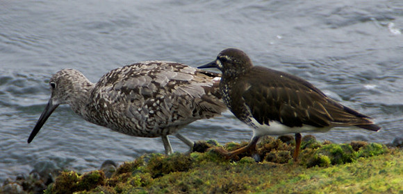 Willet & Black Turnstone, Ballona Creek jetty
