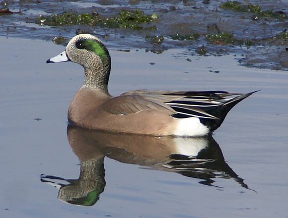 Widgeon, Del Rey Lagoon