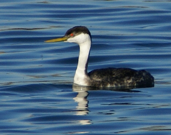 Western Grebe, Ballona Creek