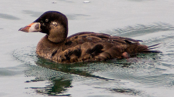 Surf Scoter, Ballona Creek