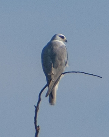 White-tailed Kite, Ballona Wetlands