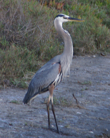 Great Blue Heron, Rel Rey Lagoon