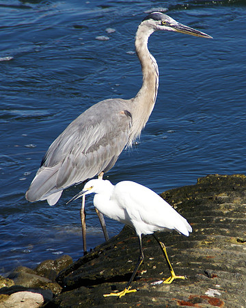 Great Blue Heron, Snowy Egret, Ballona Creek, Ballona Wetlands